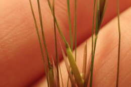 Image of Texas wintergrass