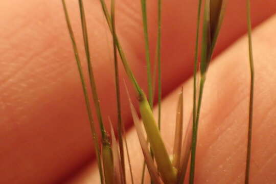 Image of Texas wintergrass