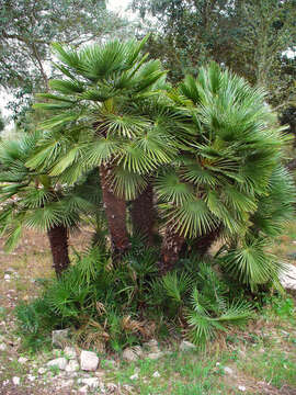 Image of fan palm