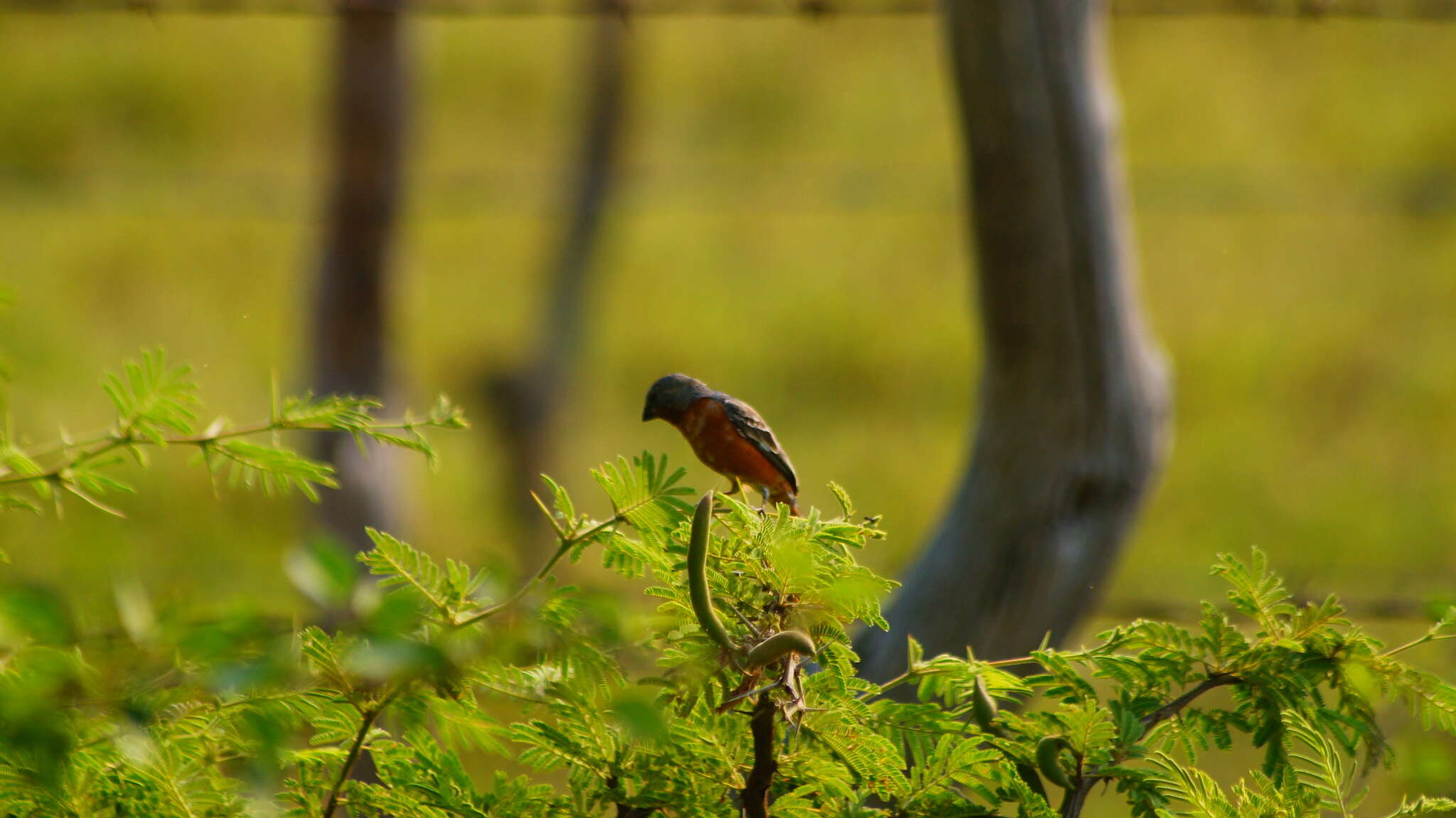 Image of Ruddy-breasted Seedeater