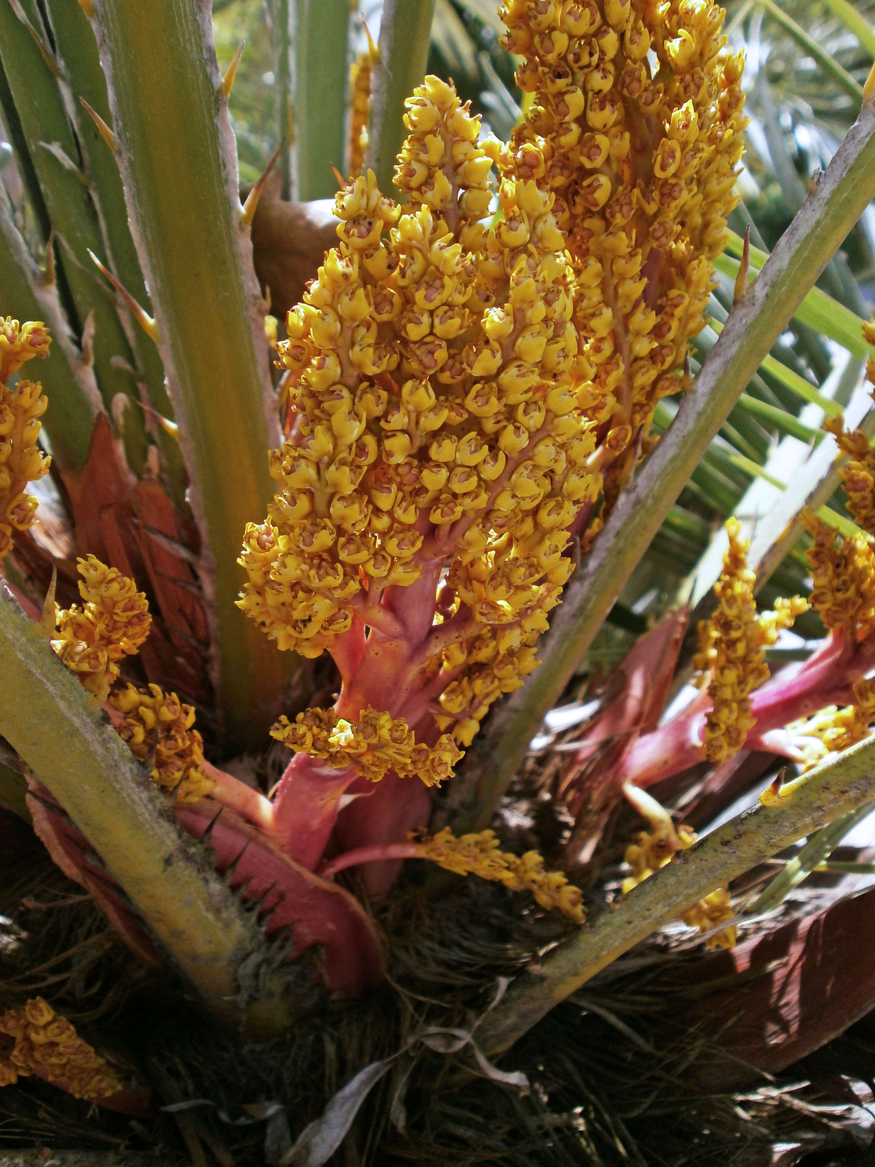 Image of fan palm