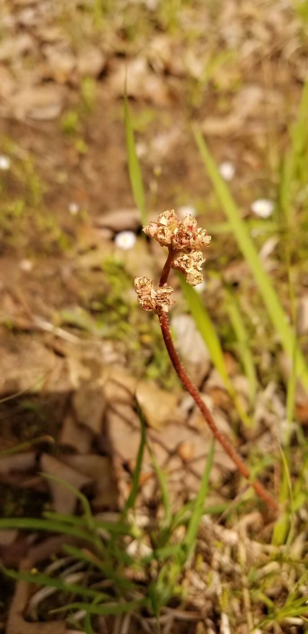 Plancia ëd Micranthes texana (Buckl.) Small