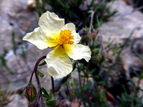 Image of White Rock-rose