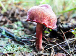 Image of Chalciporus pseudorubinellus (A. H. Sm. & Thiers) L. D. Gómez 1997