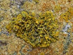Image of Bare-bottomed Sunburst Lichen