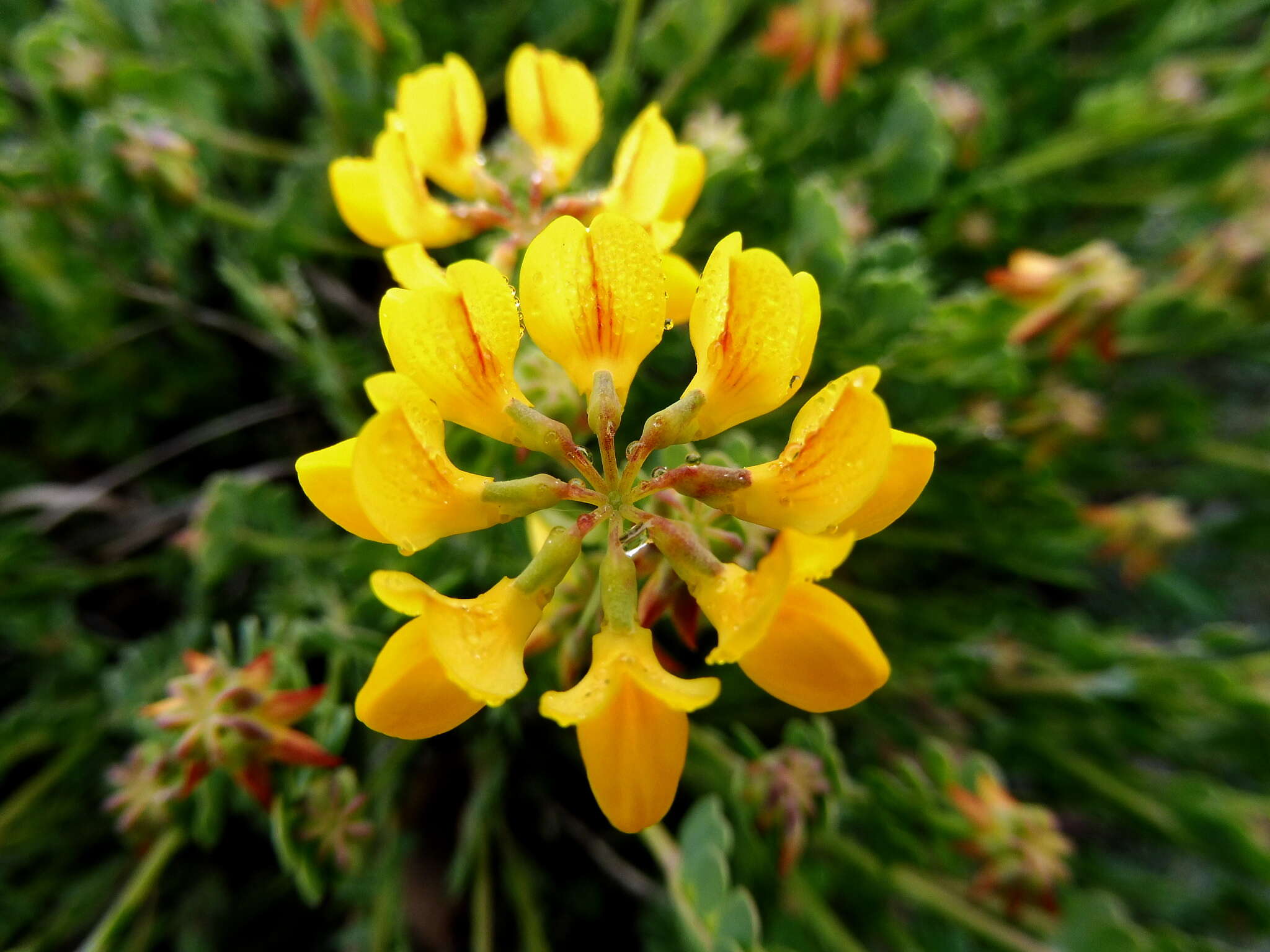 Image of Horseshoe-vetch