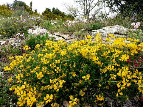 Image of Horseshoe-vetch