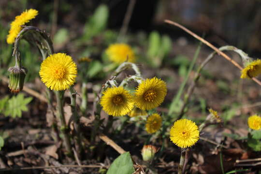 Plancia ëd Tussilago