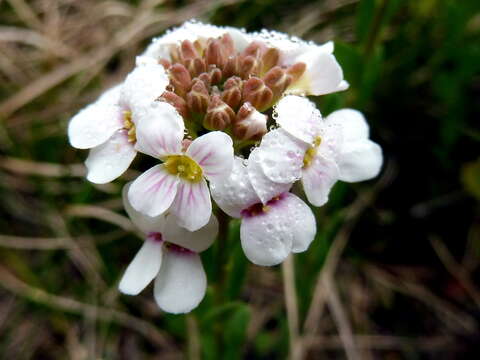 Plancia ëd Iberis linifolia L.