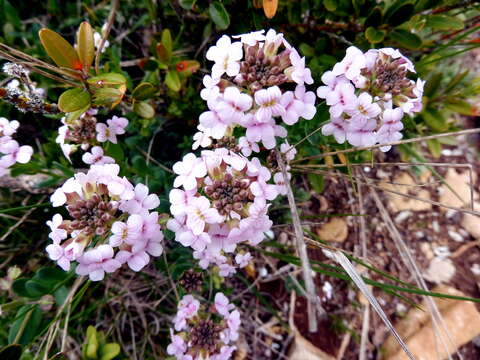 Image of Candytuft