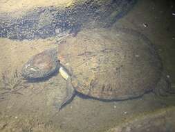 Image of Australian Saw Shelled Turtles