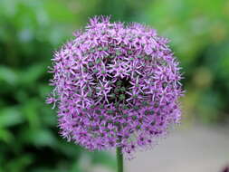 Image of Allium giganteum Regel