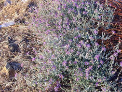 Image of Plumbago europaea L.