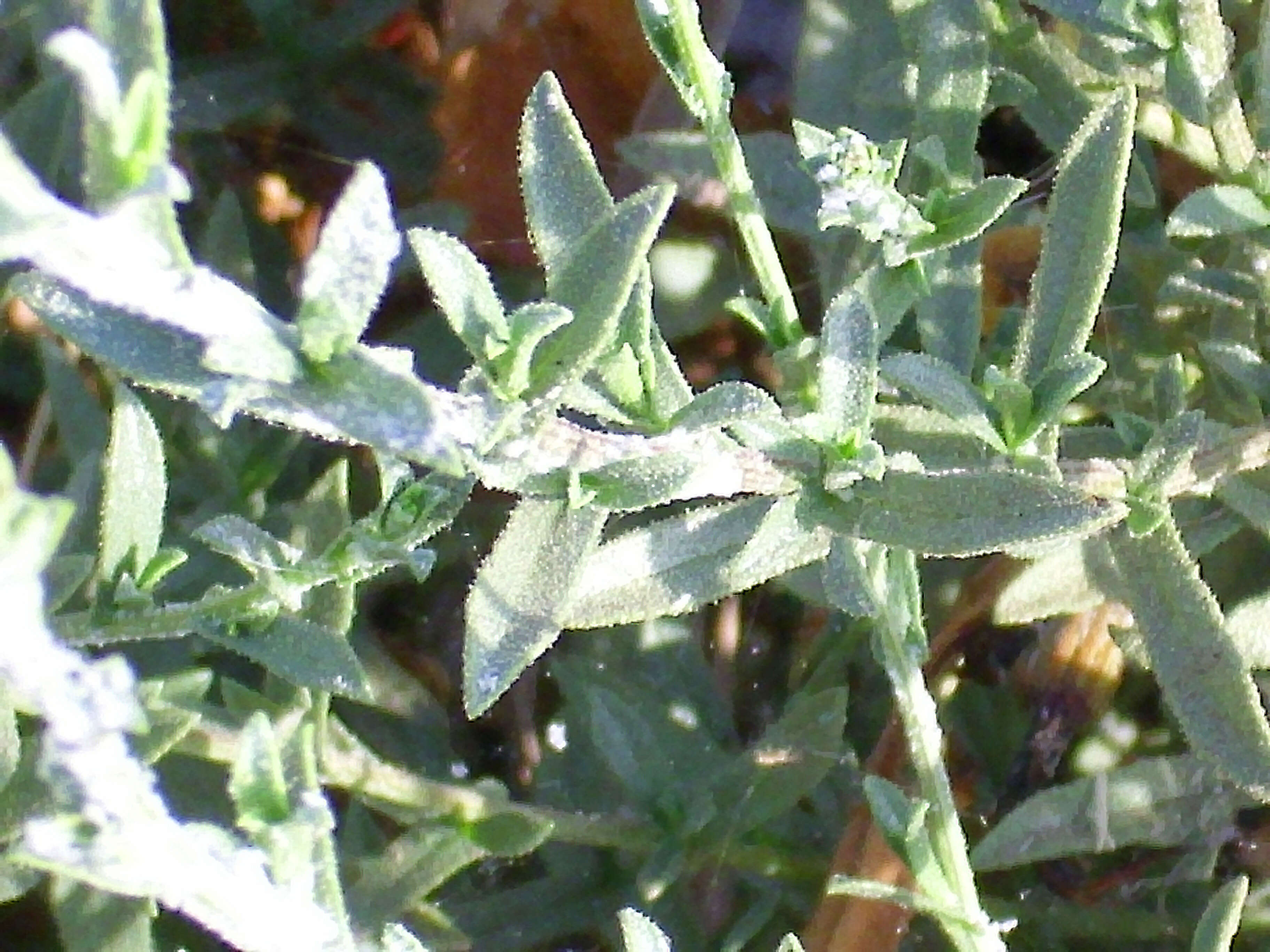 Image of Plumbago europaea L.