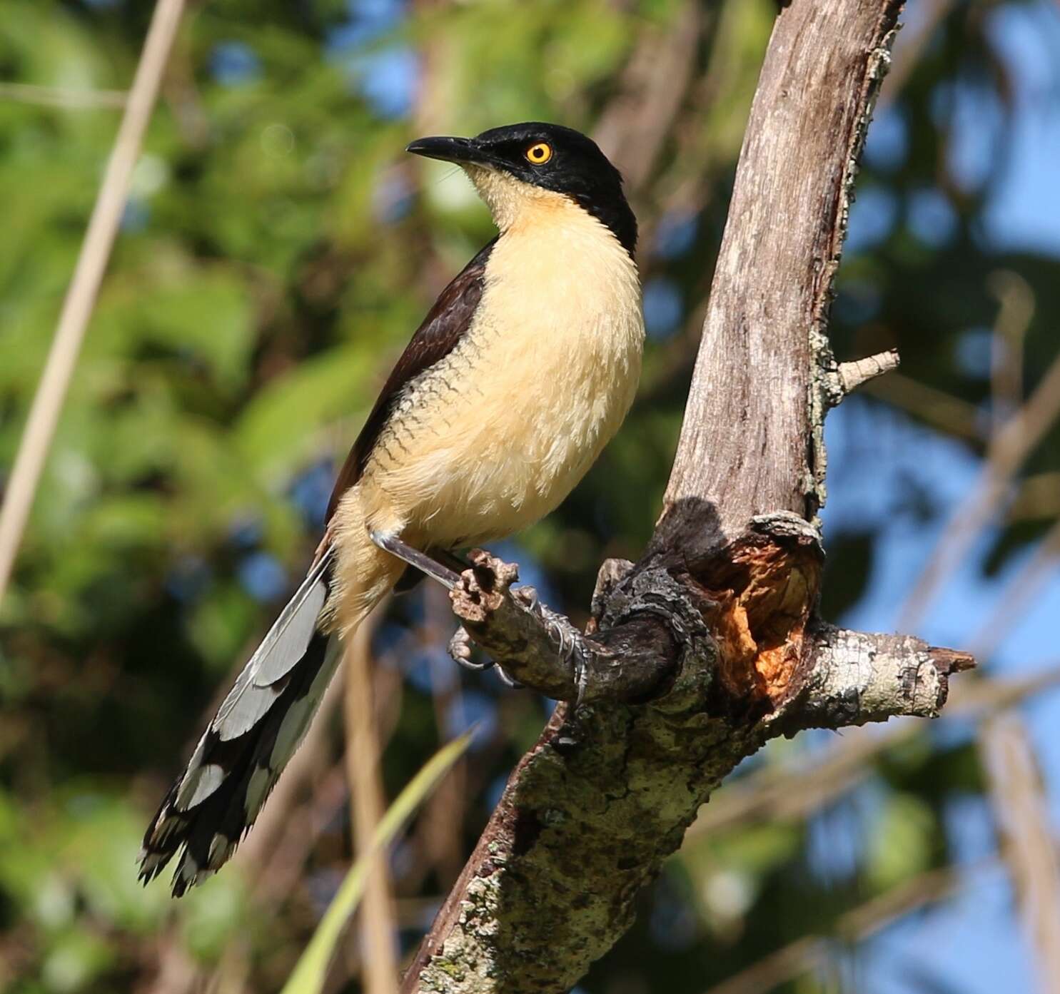 Donacobiidae resmi