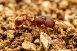 Image of Pogonomyrmex imberbiculus Wheeler 1902