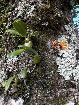 Image of Bulbophyllum retusiusculum Rchb. fil.