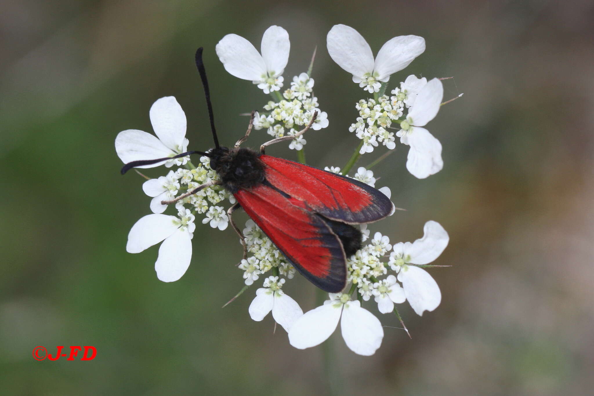 Image of Zygaena rubicundus