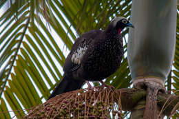 Image of Black Fronted Curassow