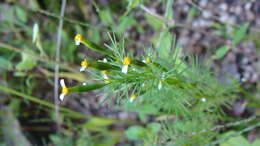 Tagetes filifolia Lag. resmi