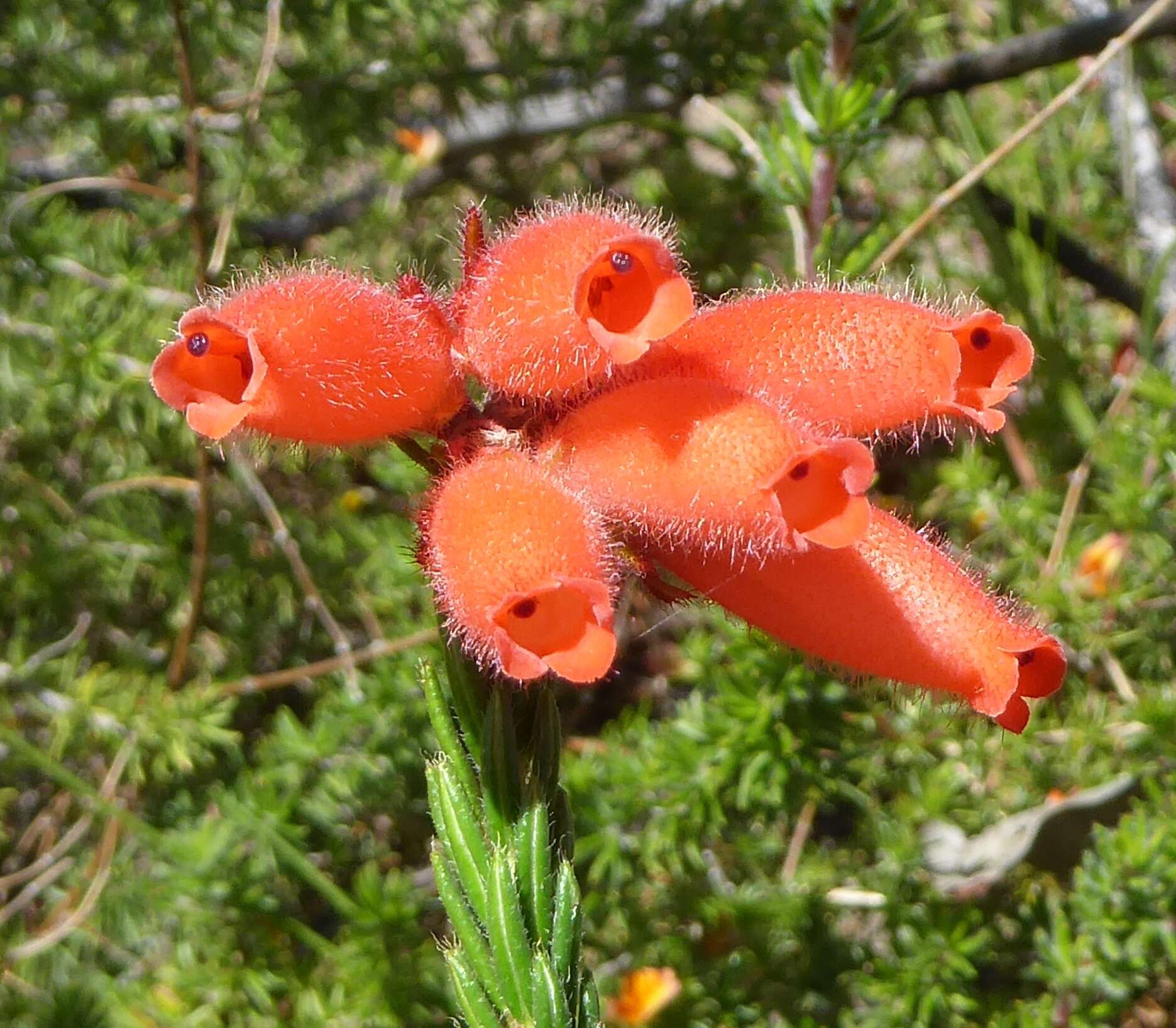 Image of <i>Erica <i>cerinthoides</i></i> subsp. cerinthoides