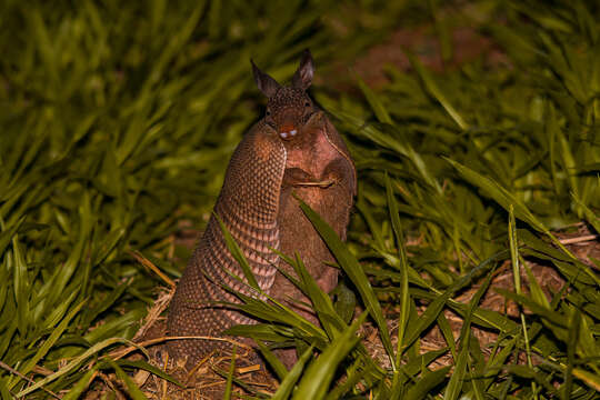 Image of long-nosed armadillos