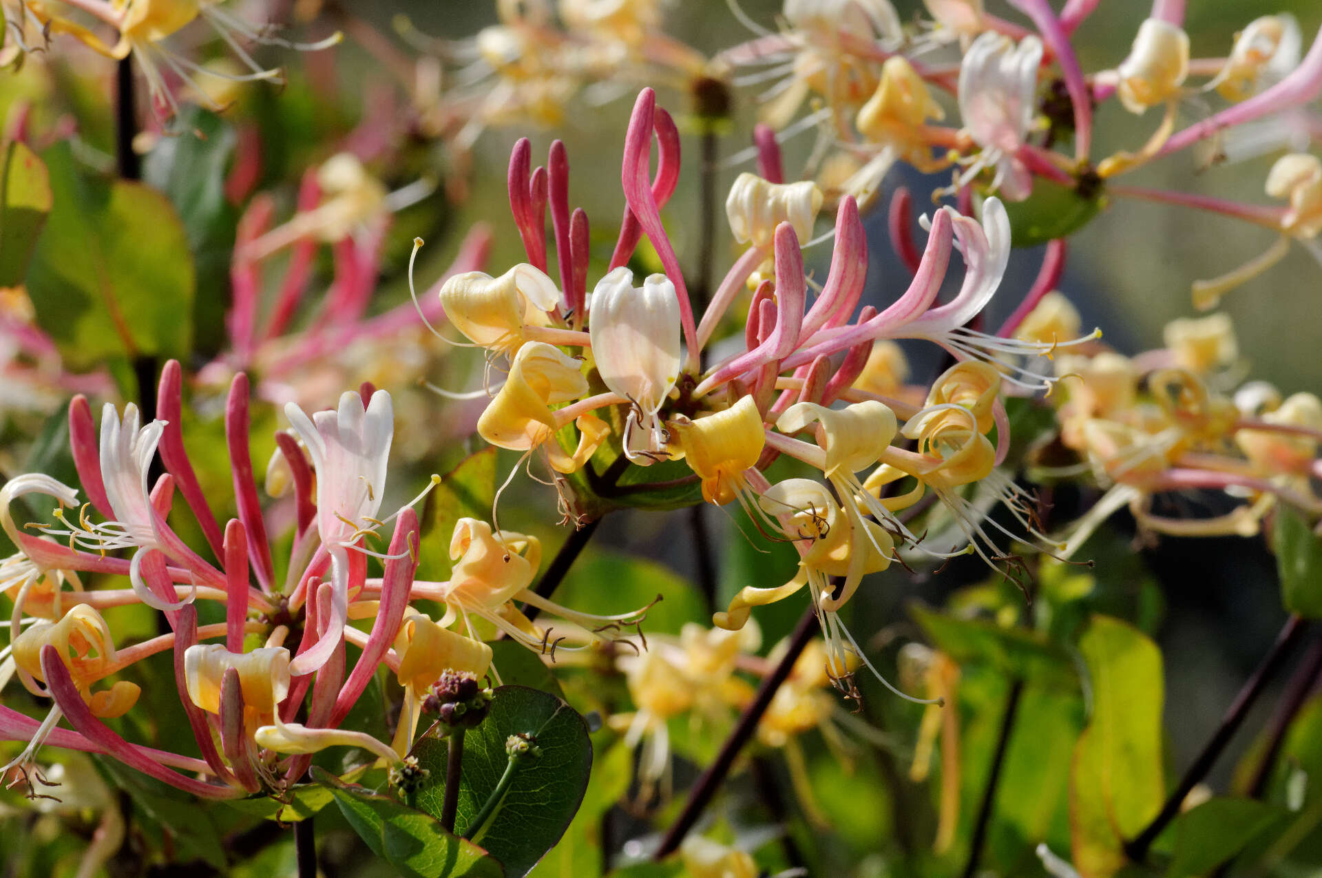 Image of Etruscan honeysuckle