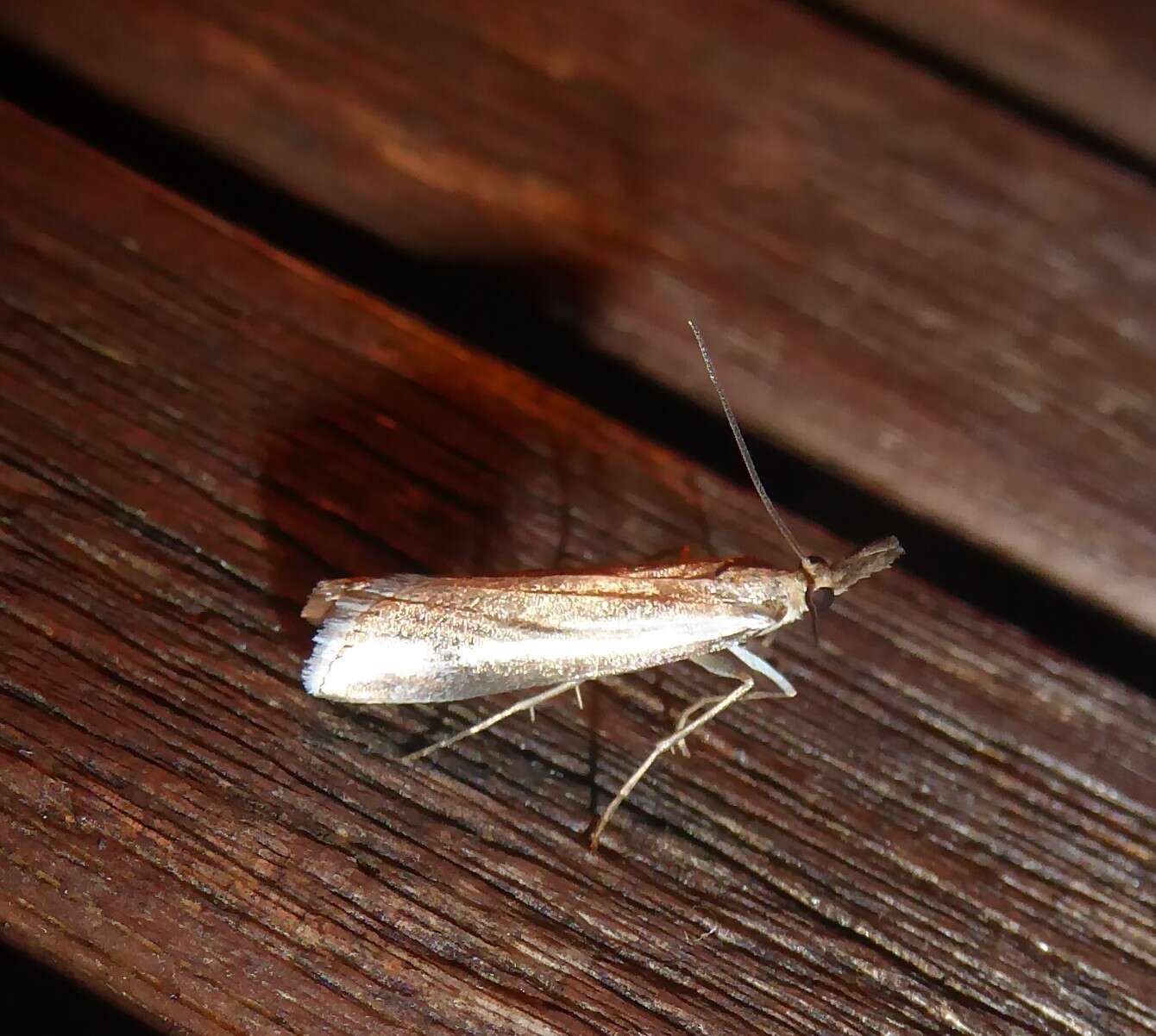 Image of Orocrambus vulgaris Butler 1877