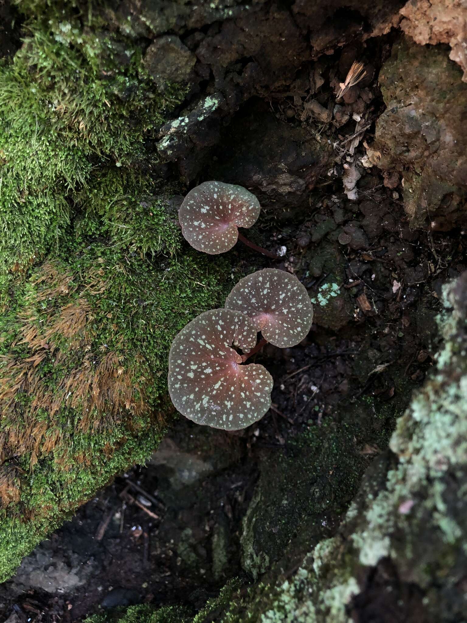 Image of Begonia tapatia Burt-Utley & McVaugh