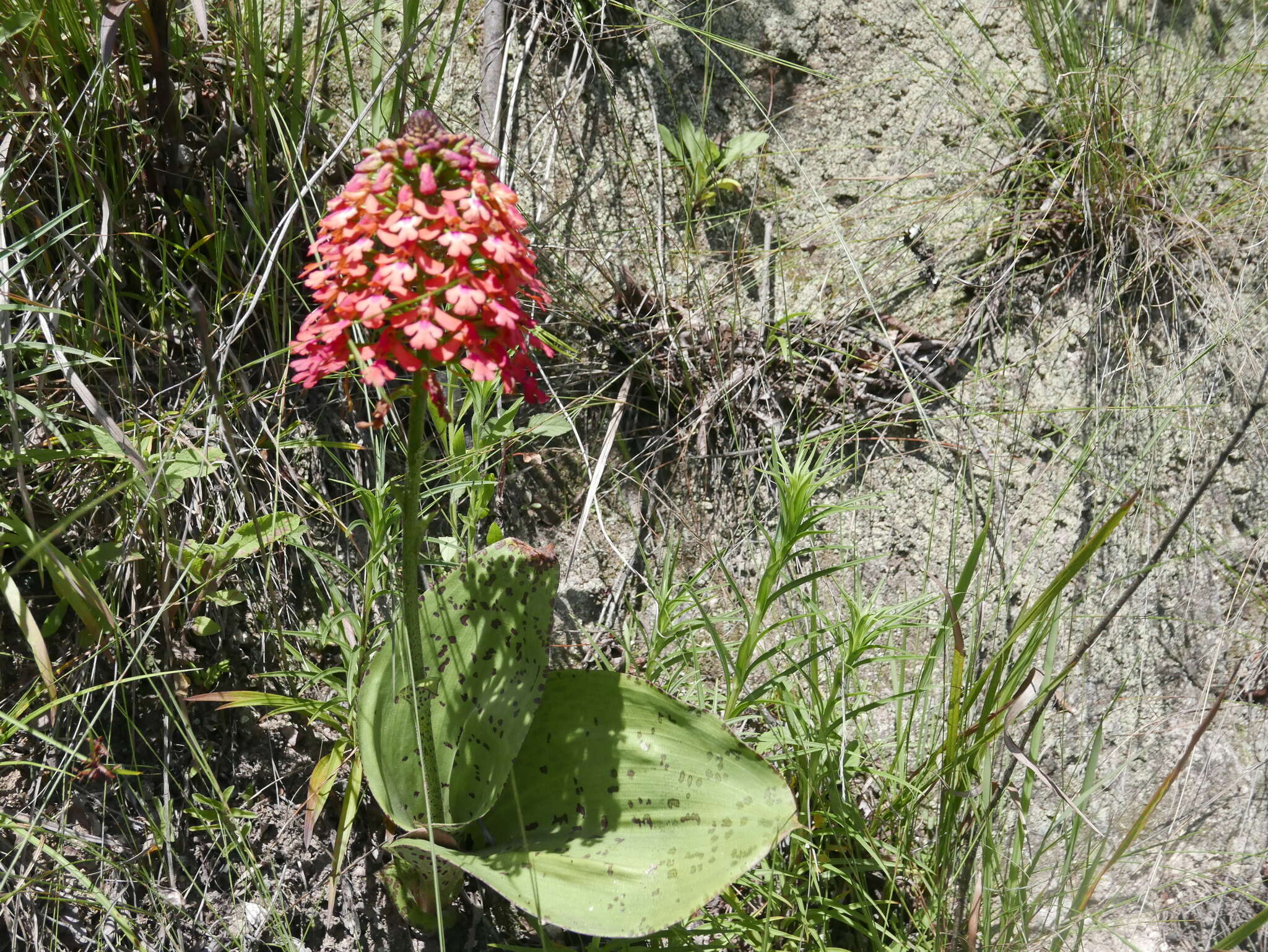 Cynorkis gibbosa Ridl.的圖片