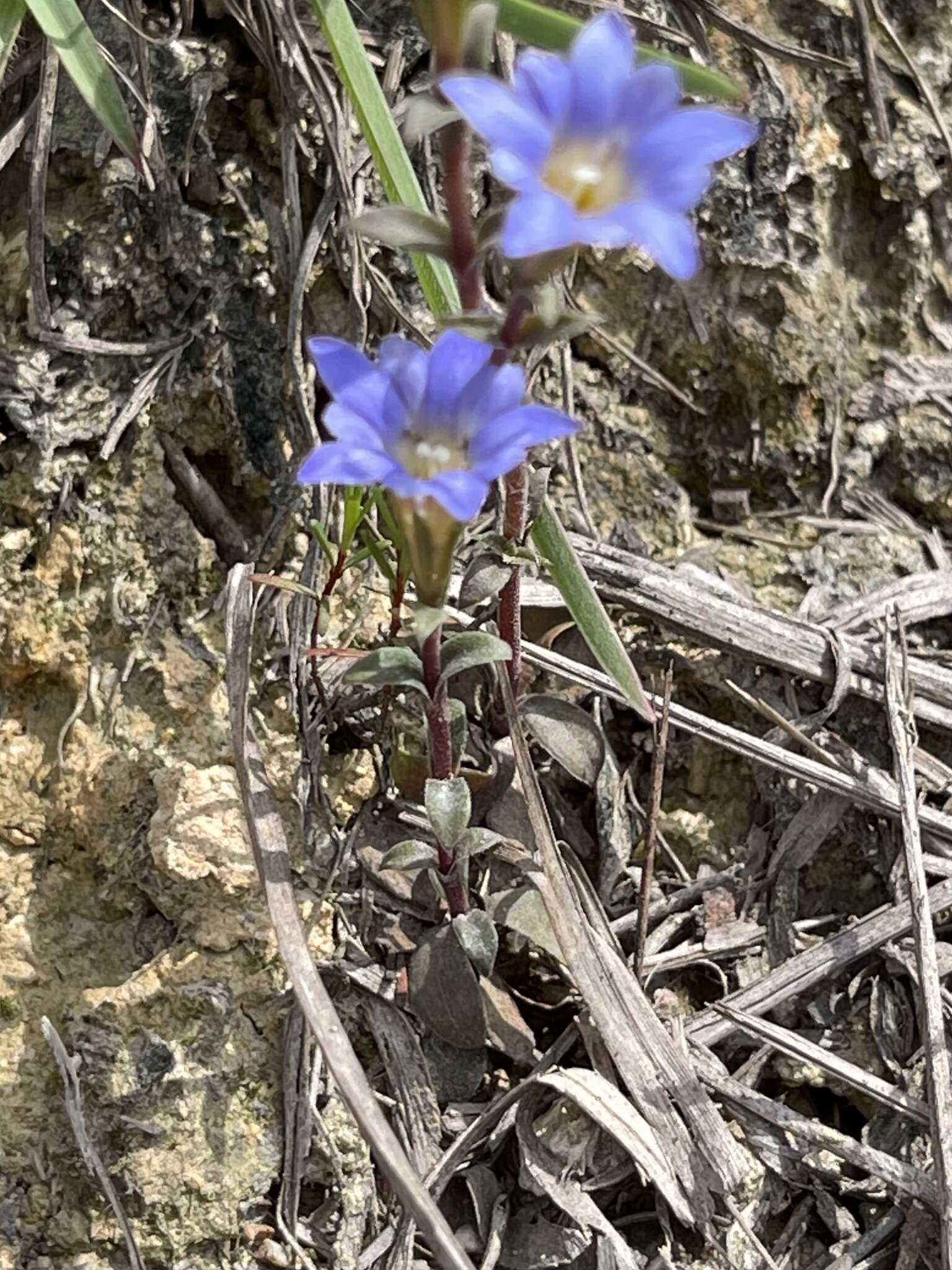 صورة <i>Gentiana loureiroi</i> (G. Don) Grisebach