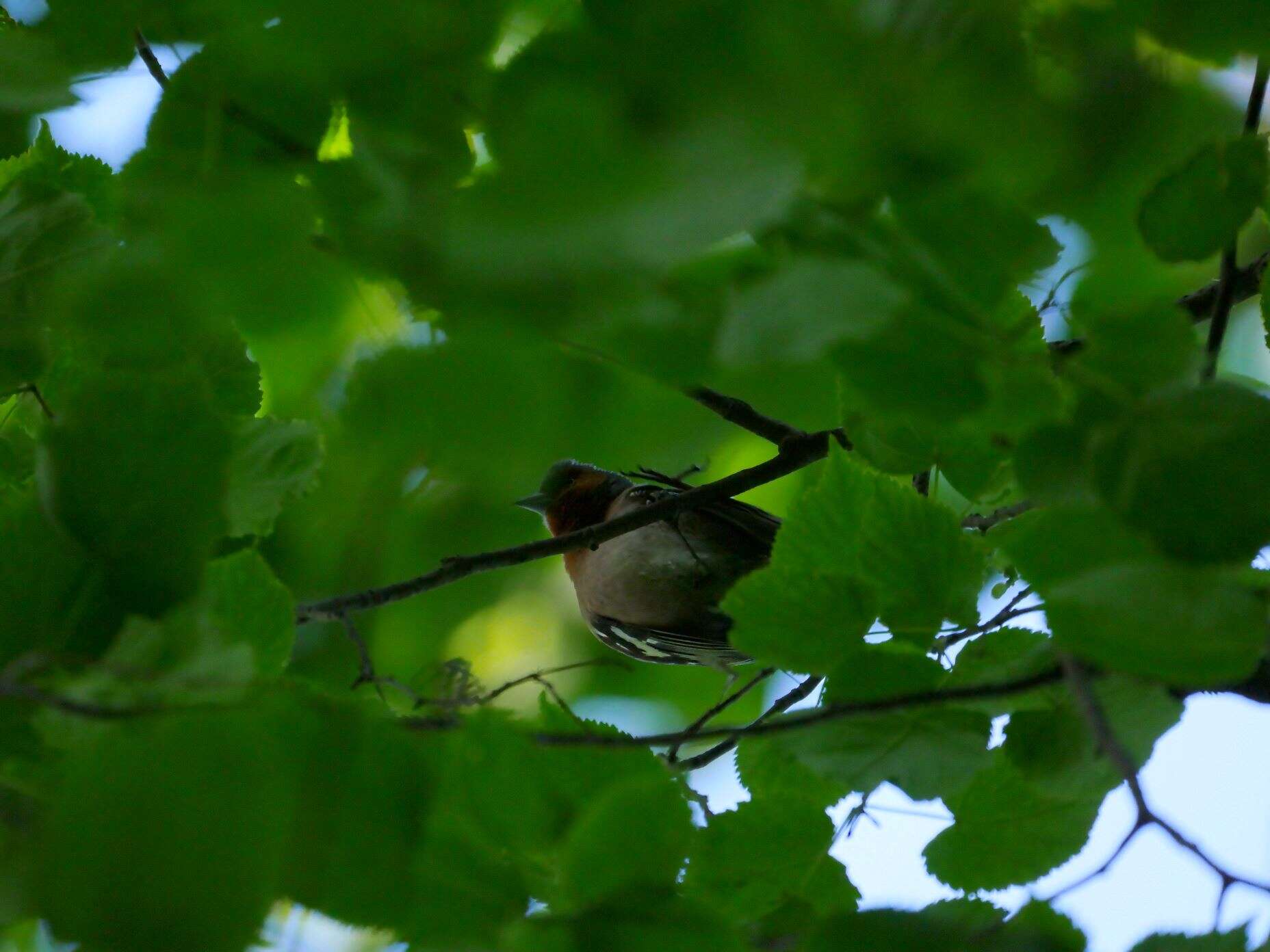 Image of Fringilla Linnaeus 1758