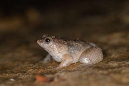 Image of Round-tongued Floating Frog