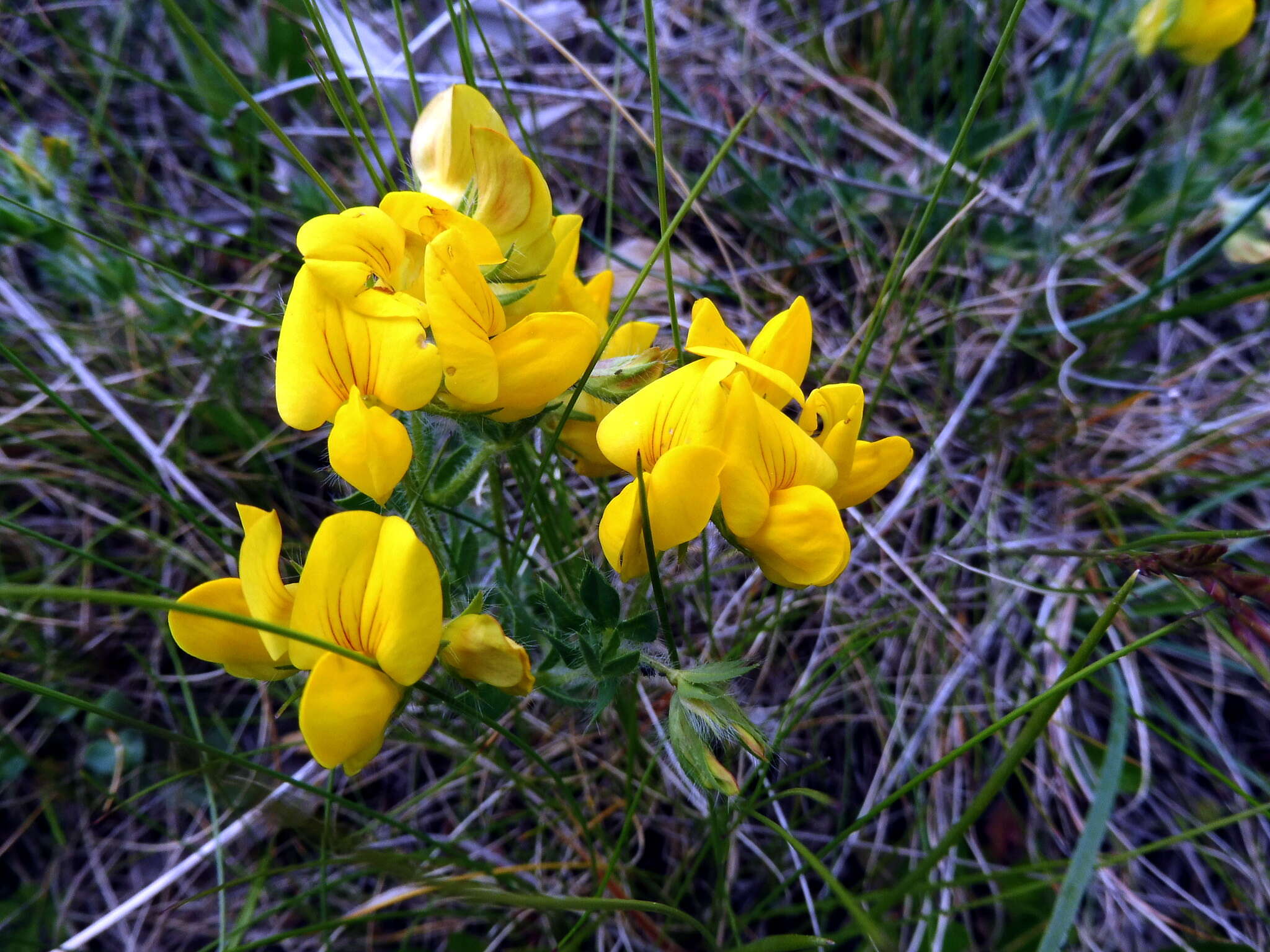 Image of Common Bird's-foot-trefoil