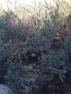 Image of Barnouf