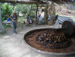 Image of tequila agave