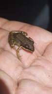 Image of Leptodactylus barrioi Silva, de Medeiros Maglhães, Thomassen, Leite, Garda, Brandão, Haddad, Giaretta & Carvalho 2020