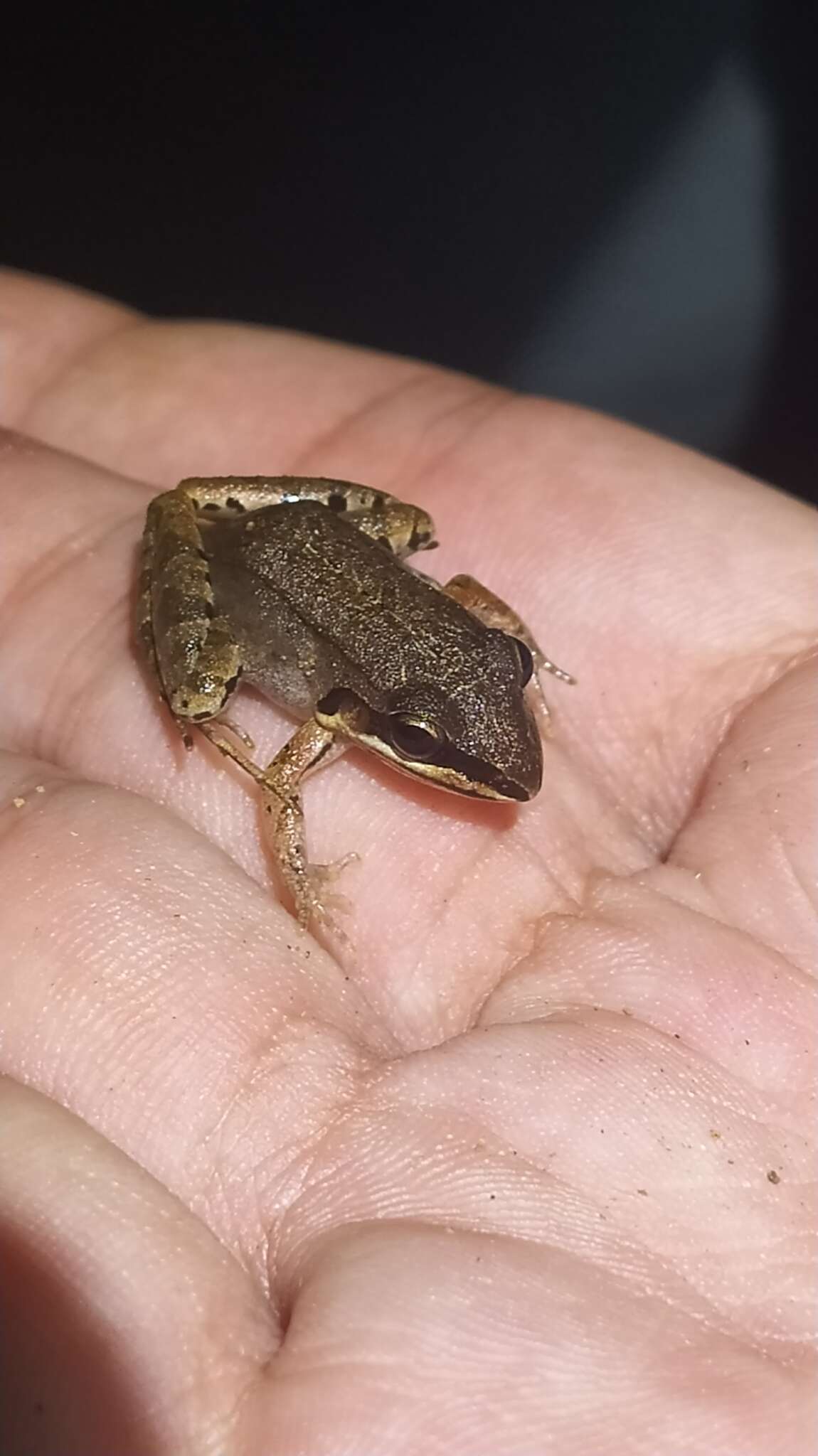 Image of Leptodactylus barrioi Silva, de Medeiros Maglhães, Thomassen, Leite, Garda, Brandão, Haddad, Giaretta & Carvalho 2020