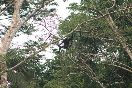 Image of Black-faced Black Spider Monkey