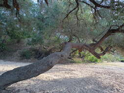 Quercus brandegeei Goldman的圖片