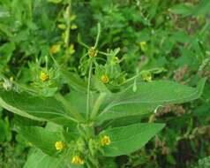 Image of Sigesbeckia serrata DC.