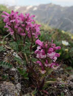 Image of Langsdorf's lousewort