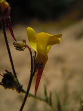 Image of Linaria bipunctata (L.) Chaz.