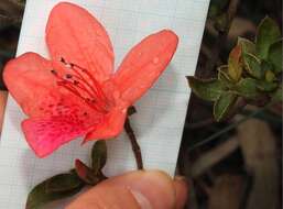 Plancia ëd Rhododendron simsii Planch.