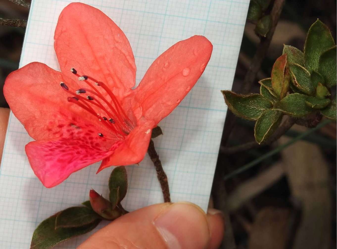 Imagem de Rhododendron simsii Planch.