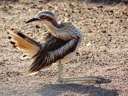 Image of Bush Stone-curlew