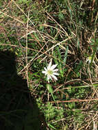 Anemone berlandieri Pritz. resmi