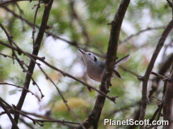 Image of White-browed Gnatcatcher