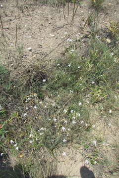 Image of Dianthus volgicus Juzepczuk