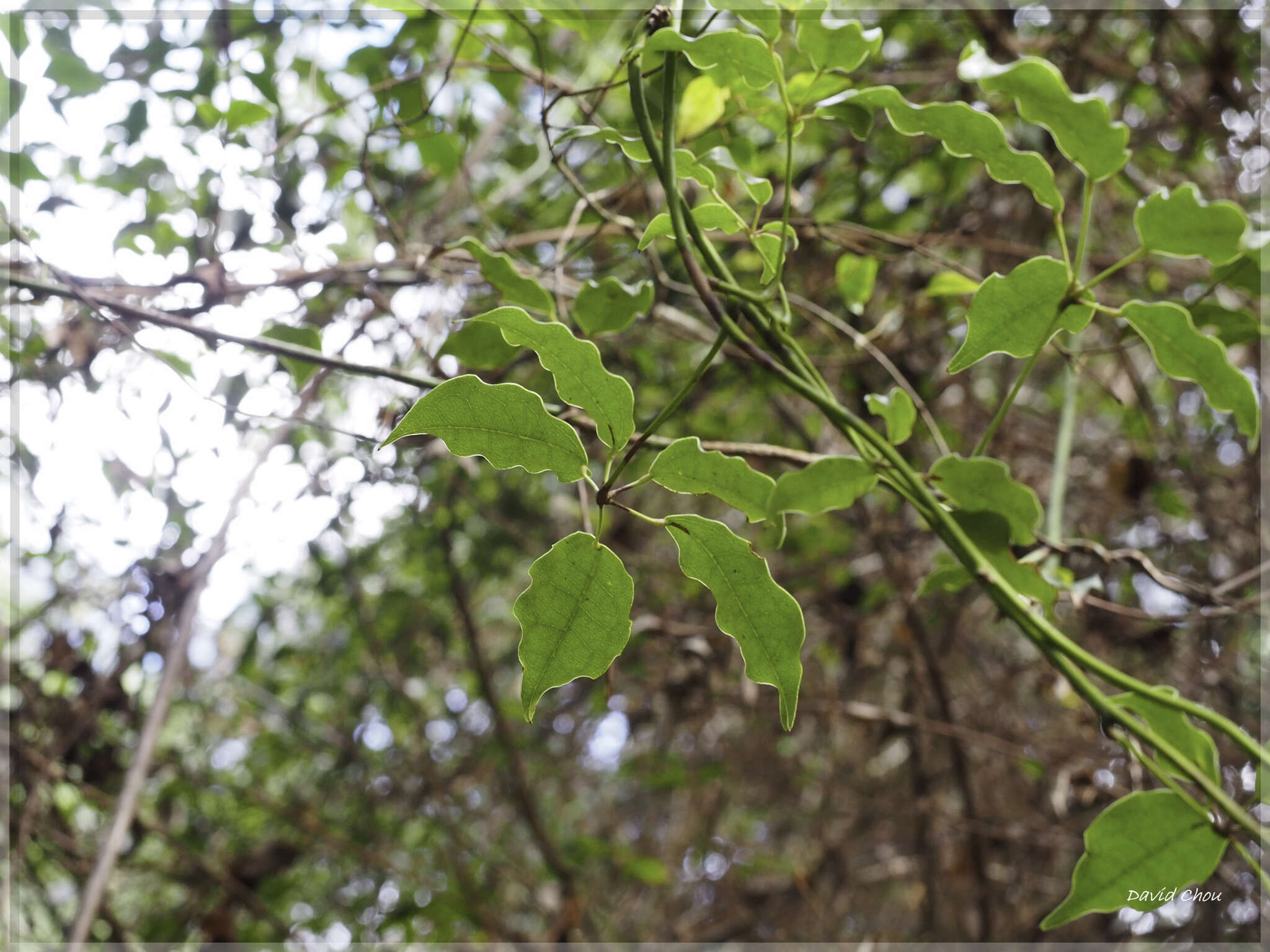 Image of Stauntonia purpurea Y. C. Liu & F. Y. Lu